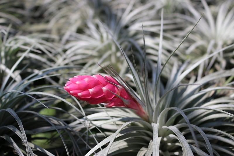Air Plants