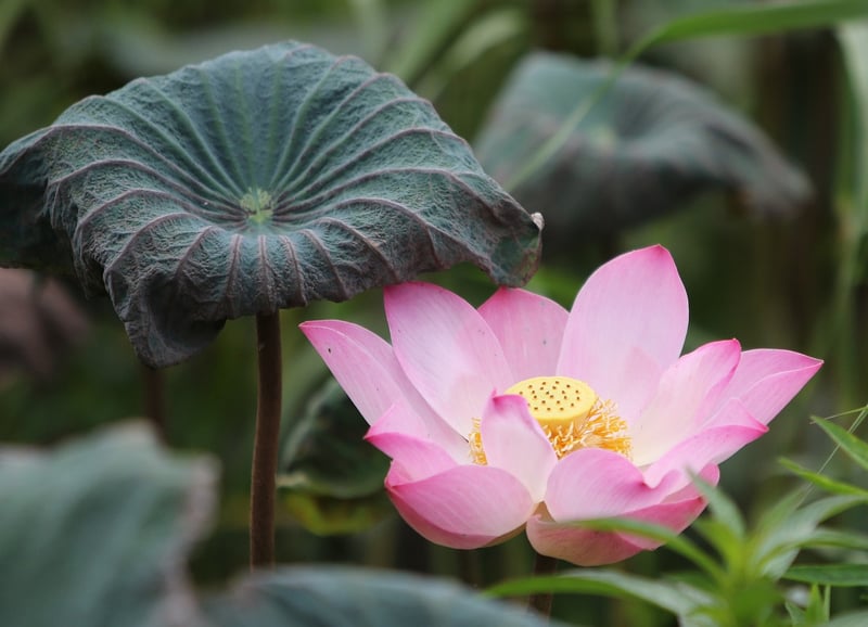 Starlight Lotus